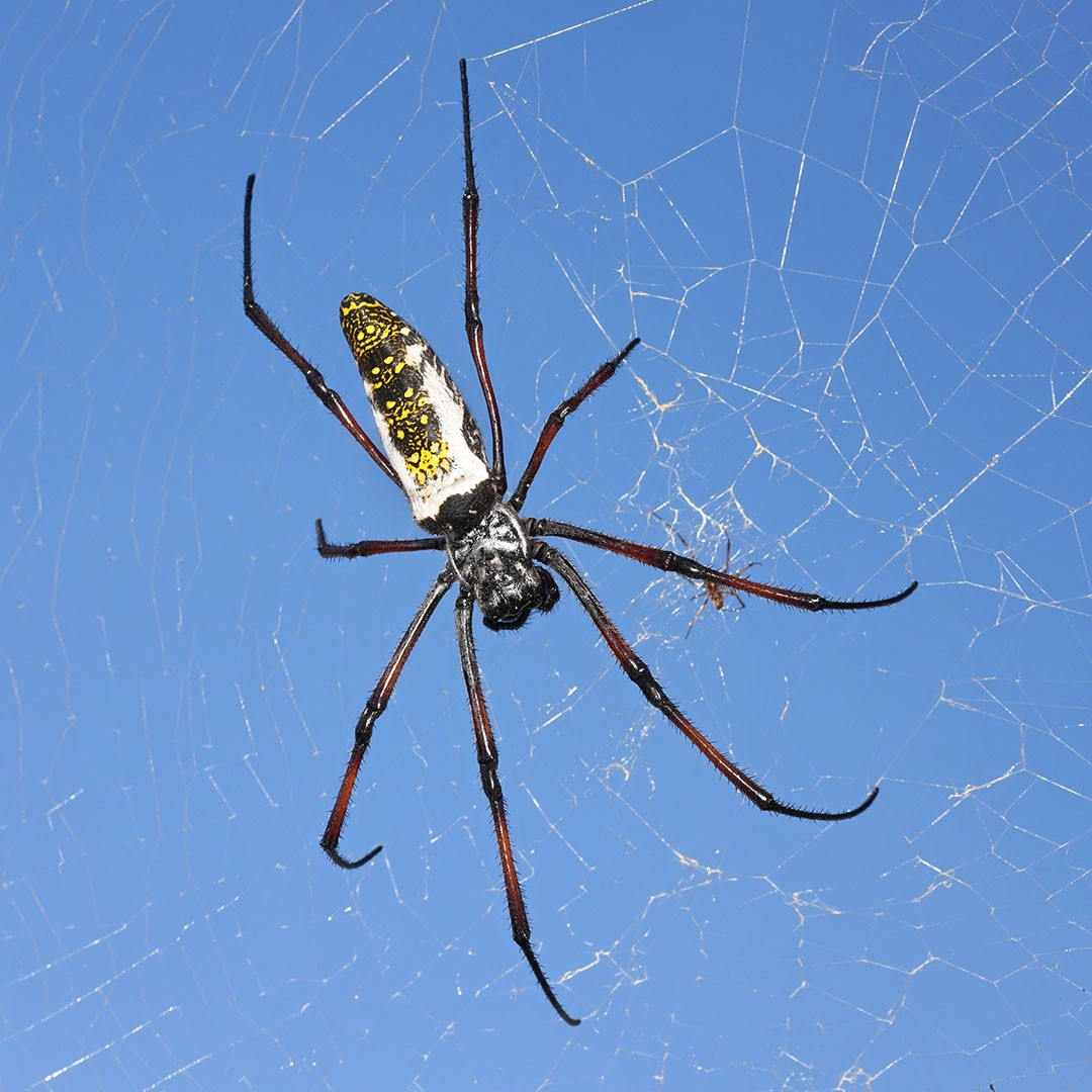 Madagascar Orb Weaver