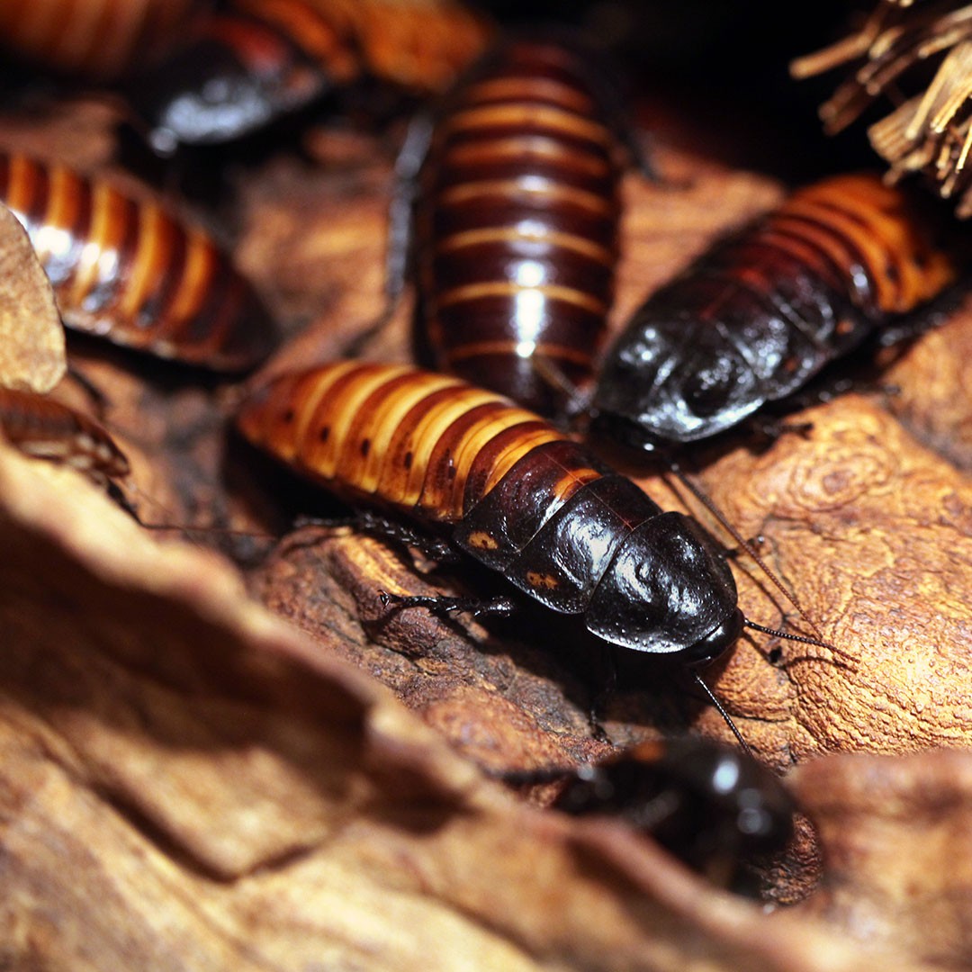 Madagascar Hissing Cockroach