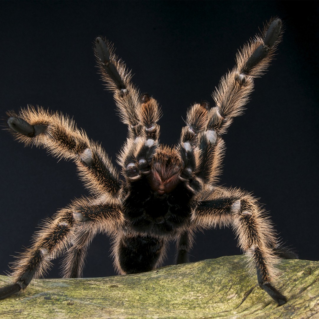 Halloween Spider