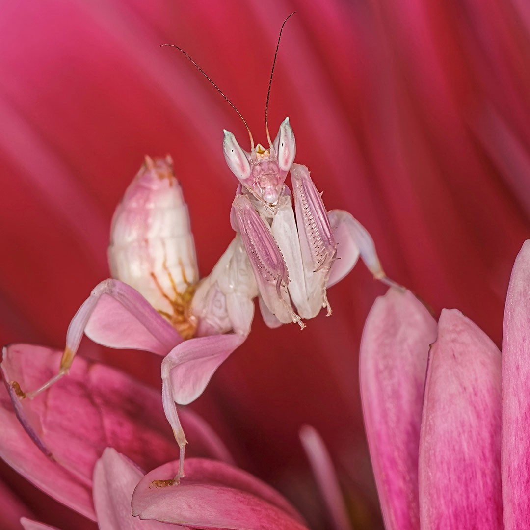 Orchid Mantis