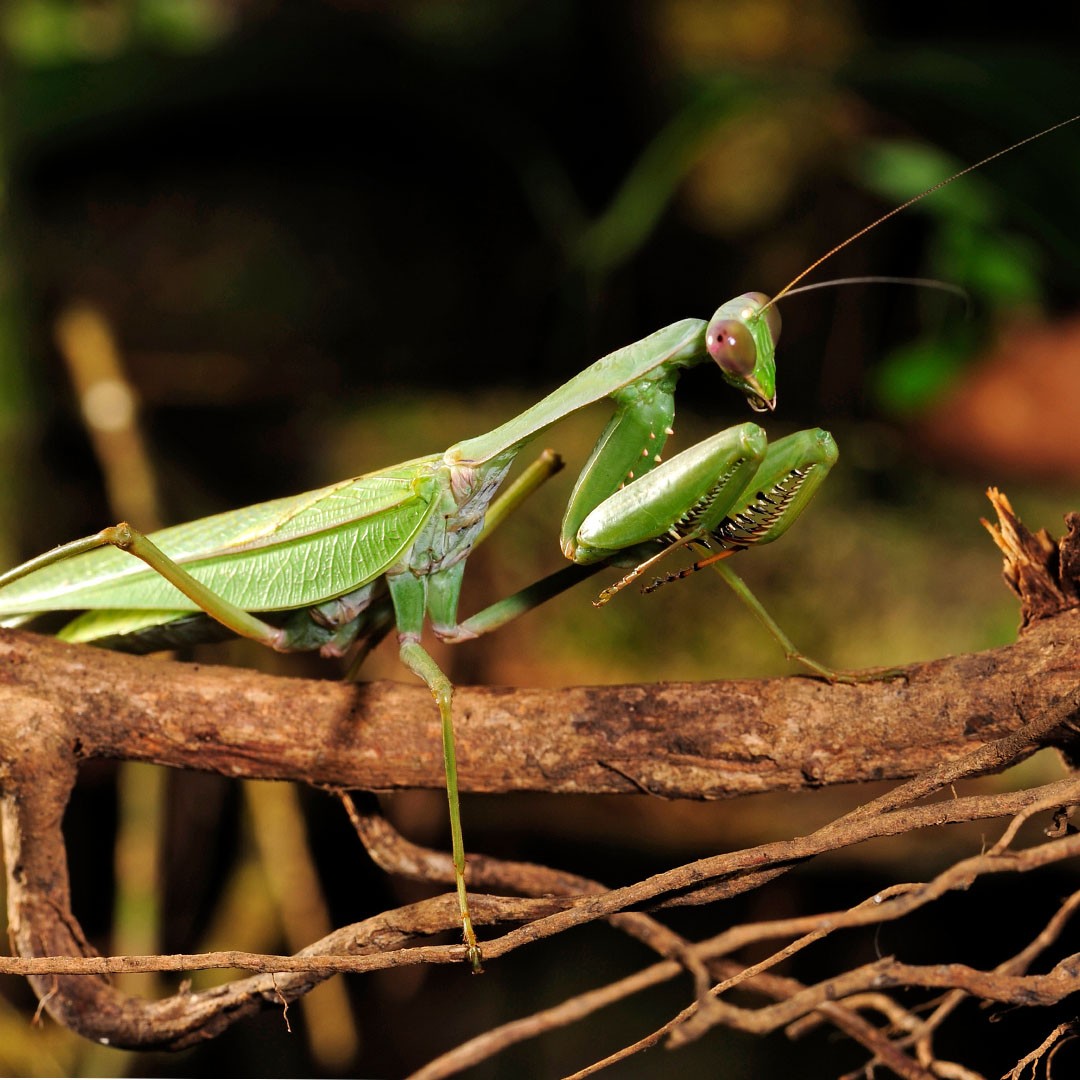 Giant Asian Mantis