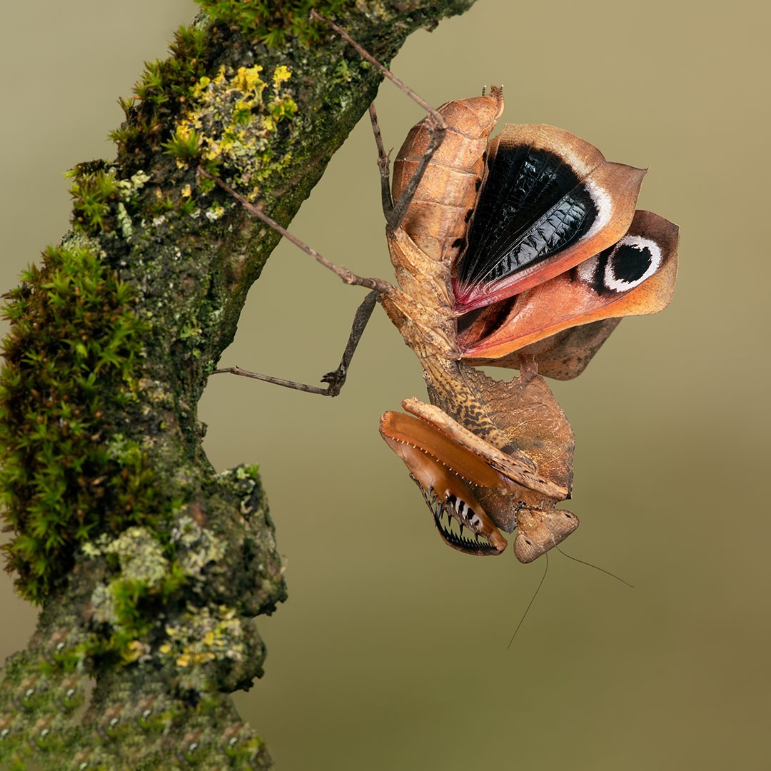 Dead Leaf Mantis