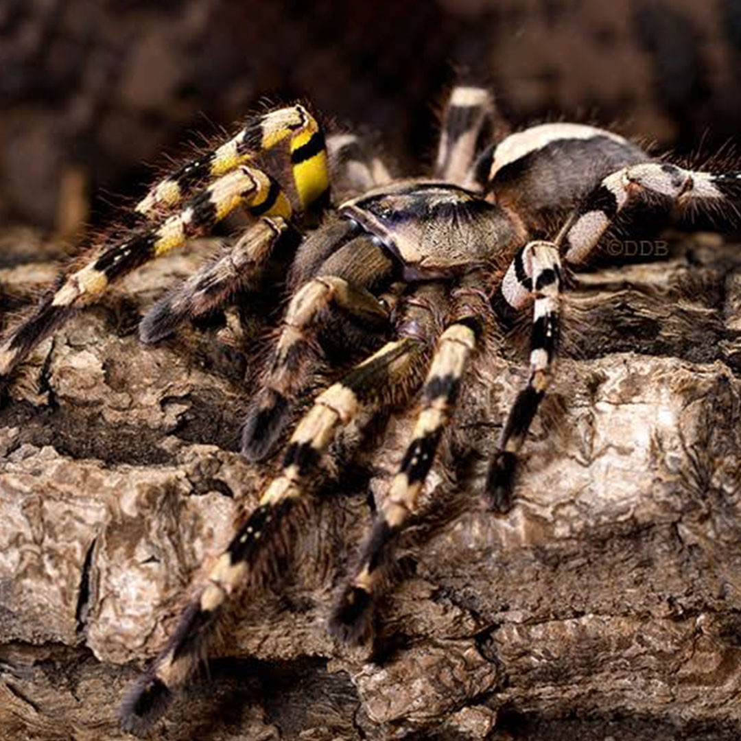 Rameshwaram Parachute Spider