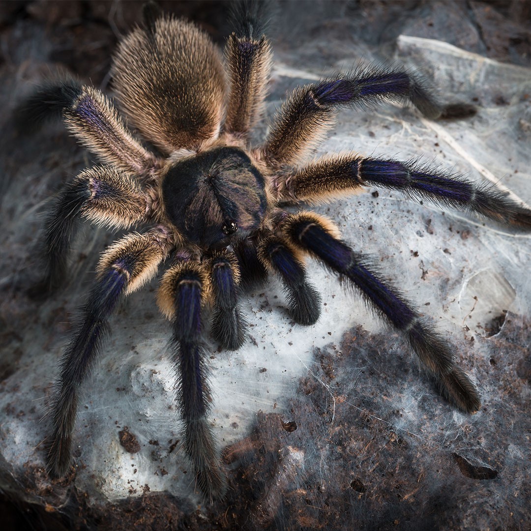 Blue Baboon Spider