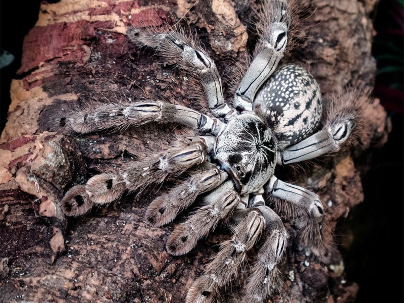 Togo Spider
