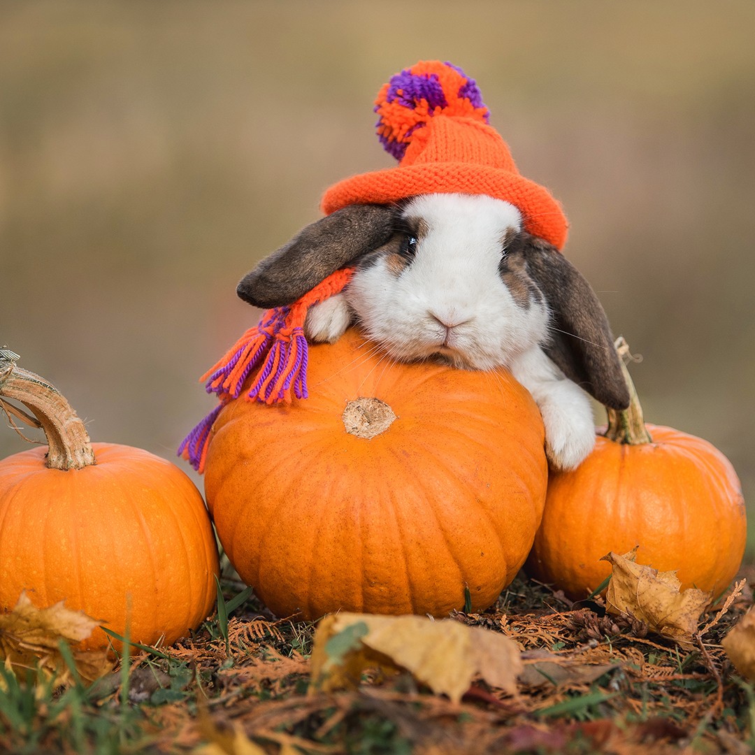 Halloween Rabbit