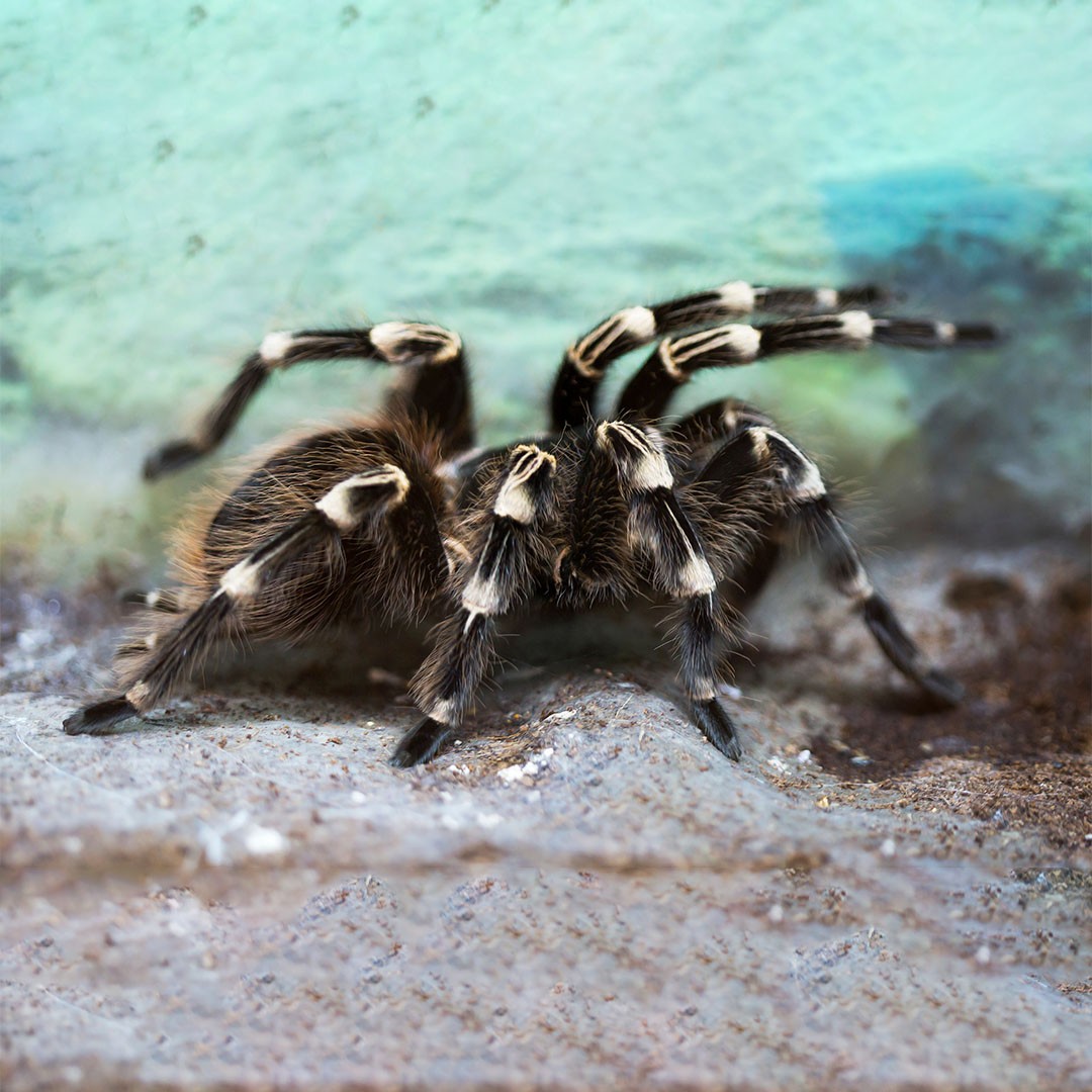 The White Striped Tarantula