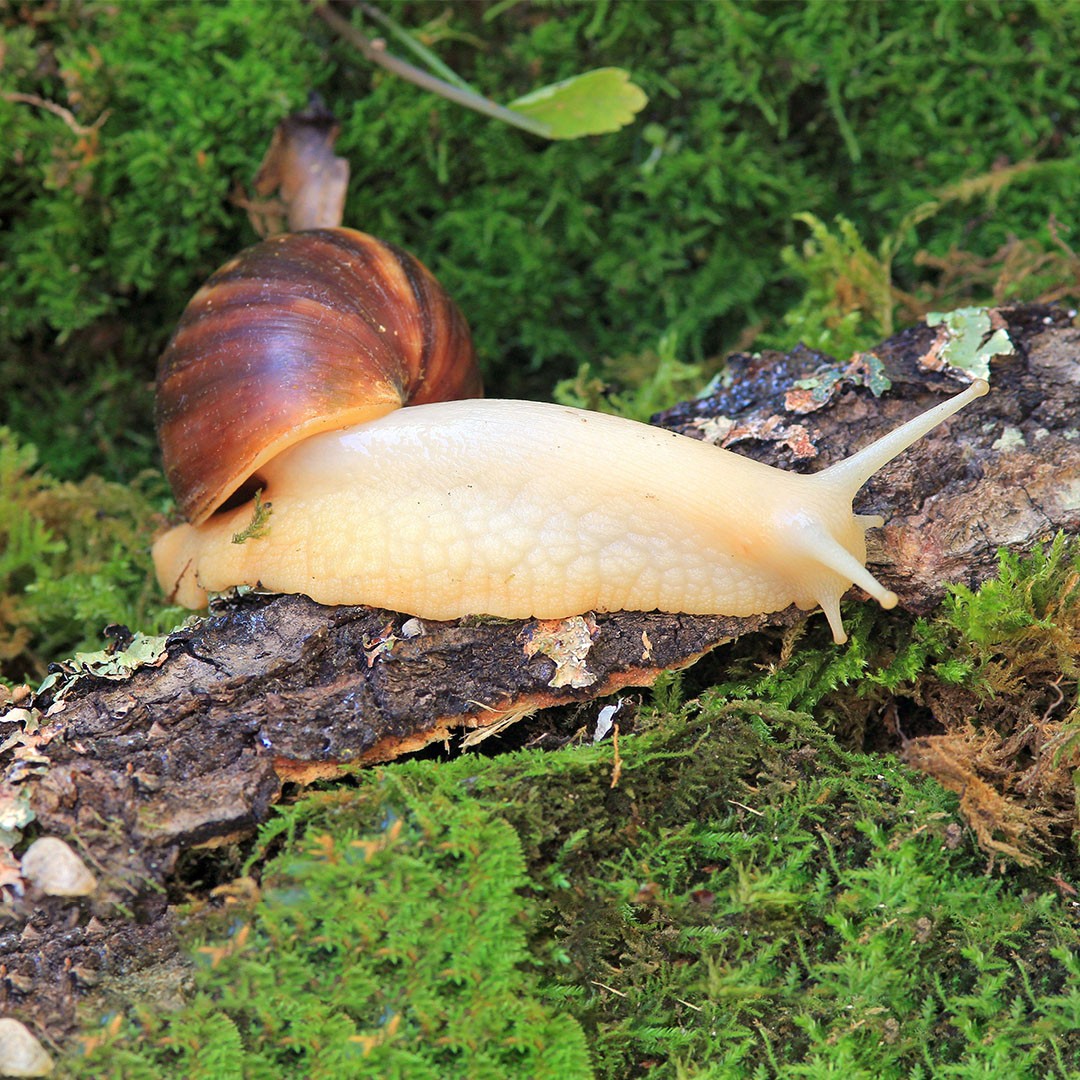 Giant African Snail