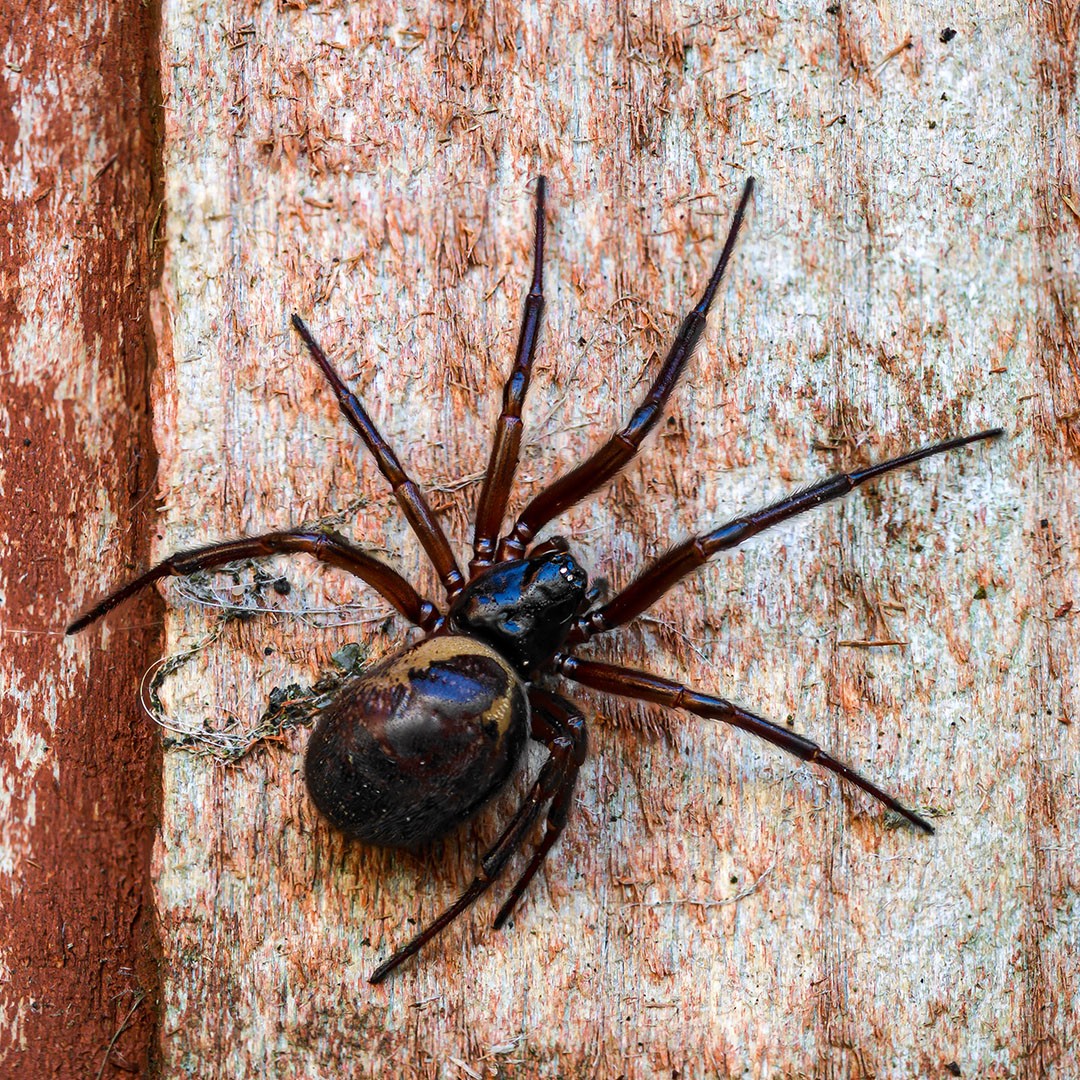 False Widow Spider