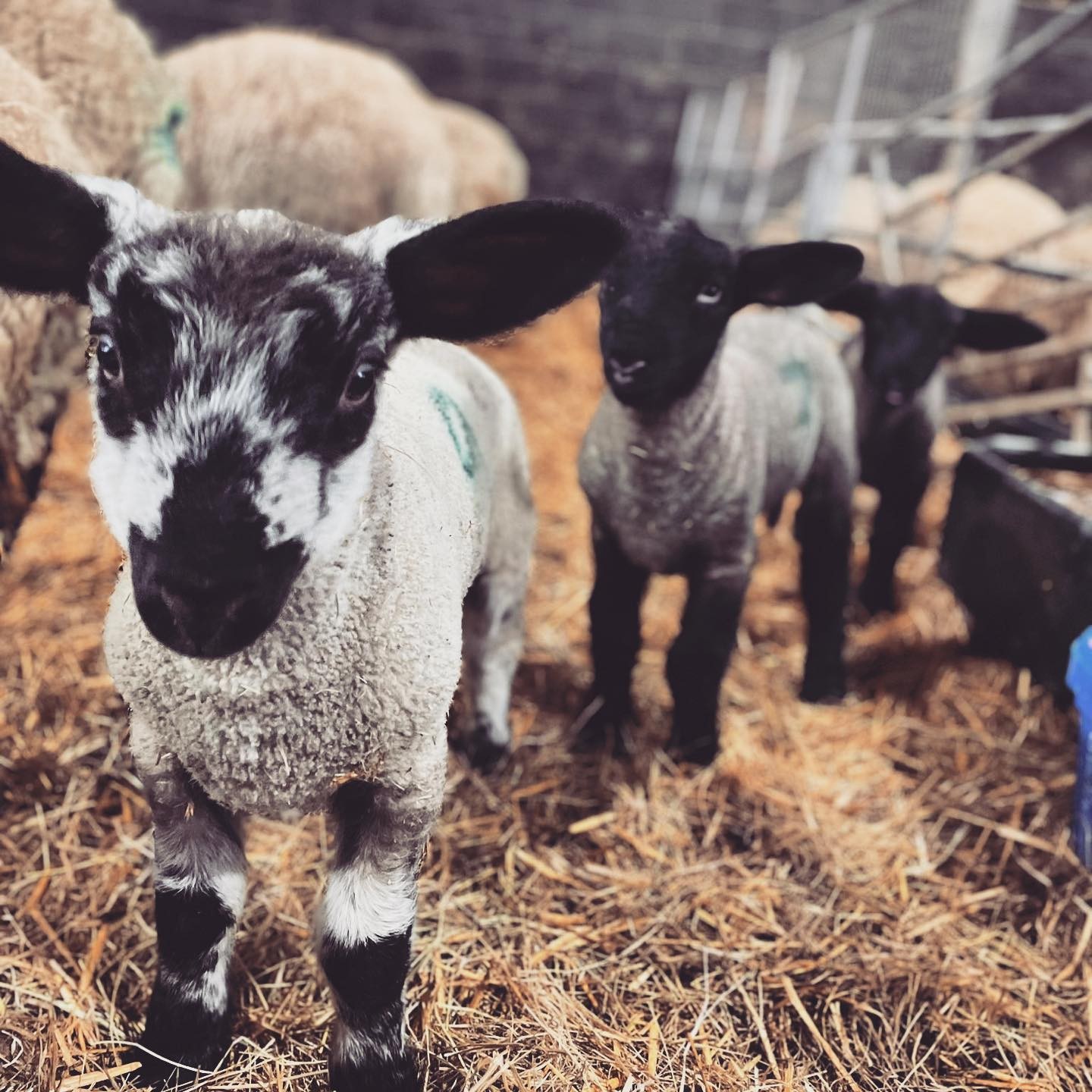 MEET THE LAMBS 1