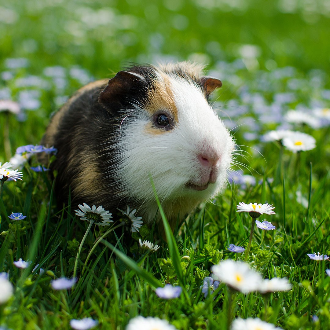 Guinea Pig