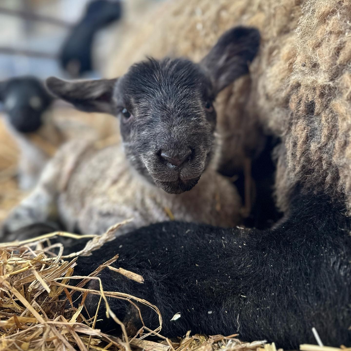 New Life on the Farm this February Half Term!!