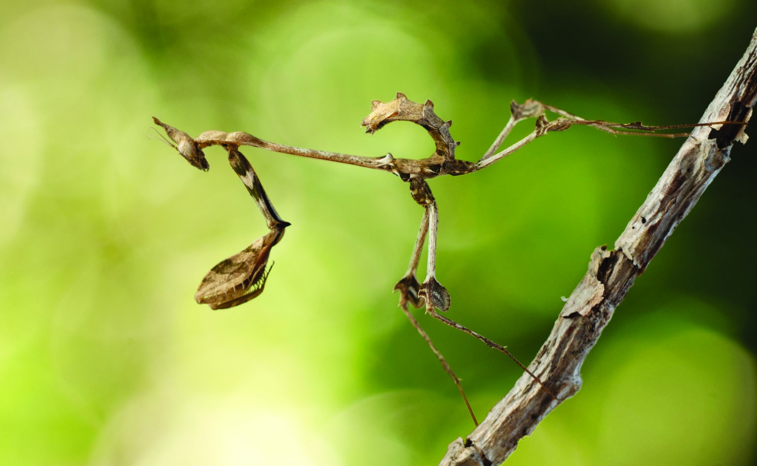 The Wandering Violin Mantis