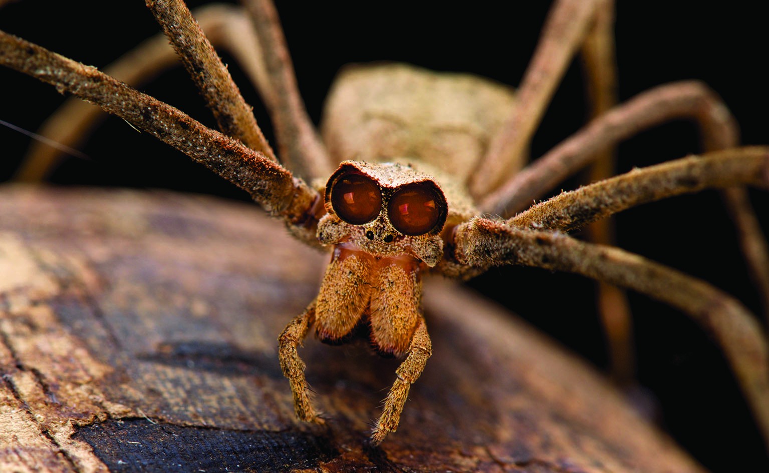 Net Casting Spider