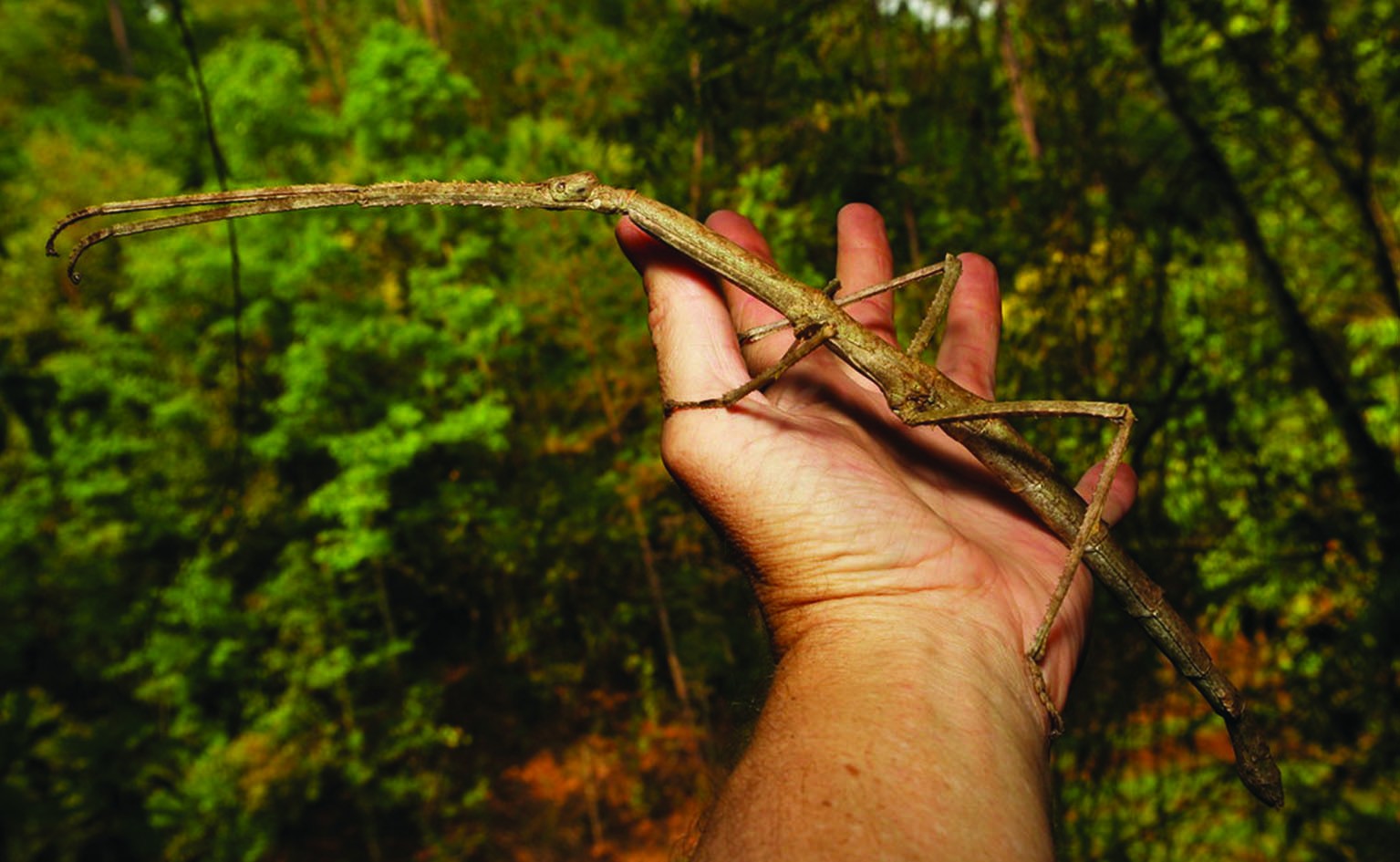 Giant Jianfengling Stick Insect