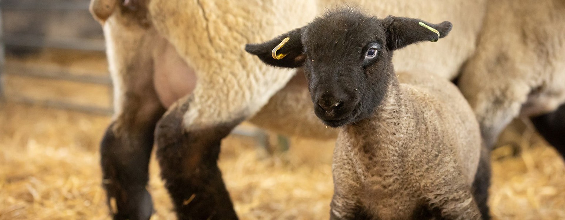 Welcome to Lambing Season at the Farm