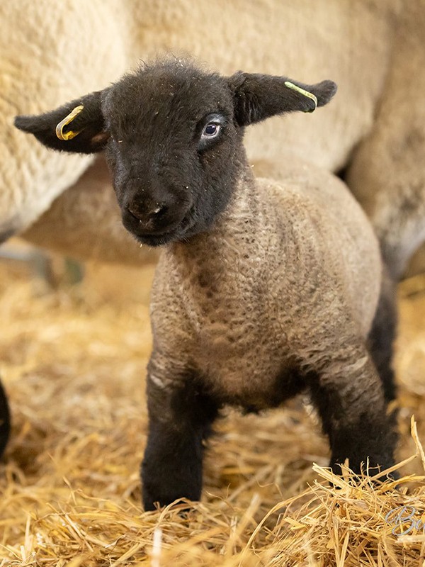 Welcome to Lambing Season at the Farm