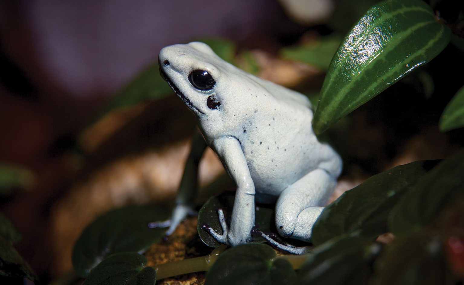 Golden Poison Frog