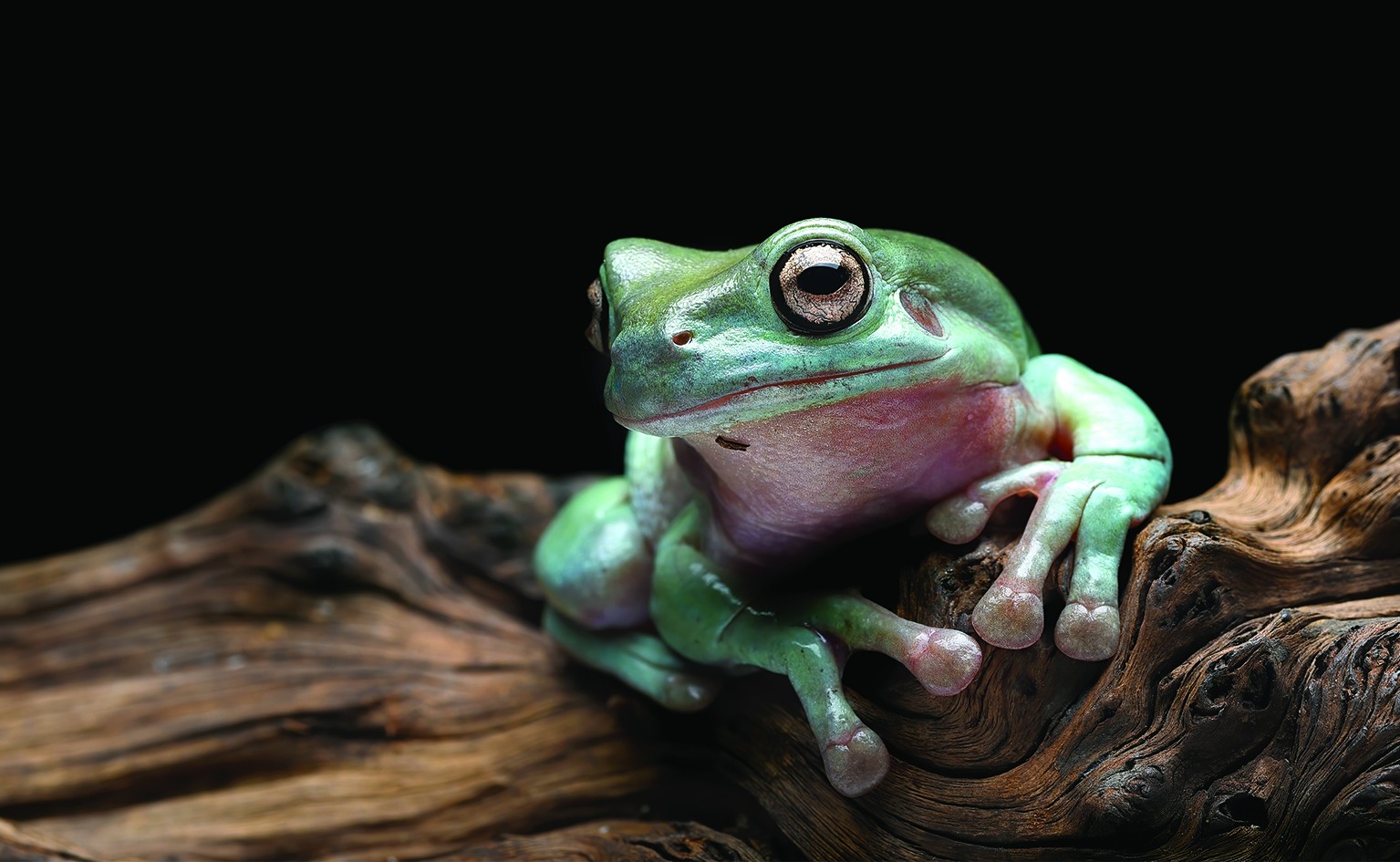 White's Tree Frog