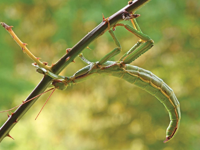 Lime Green Stick Insect