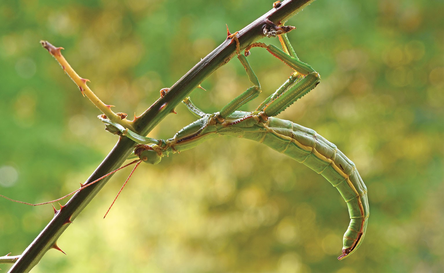 Lime Green Stick Insect