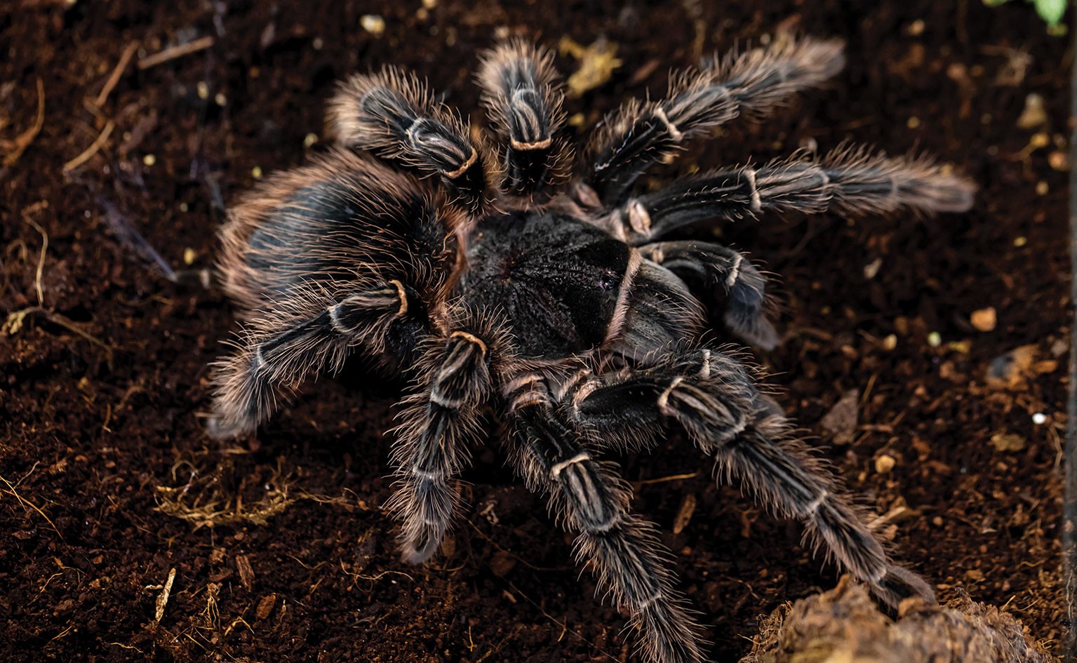 Salmon Pink Tarantula