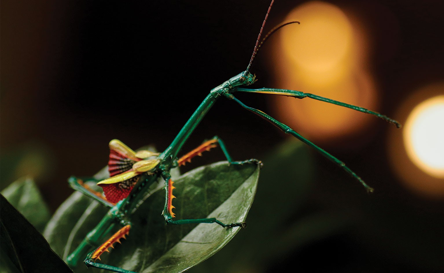 Metallic Stick Insect