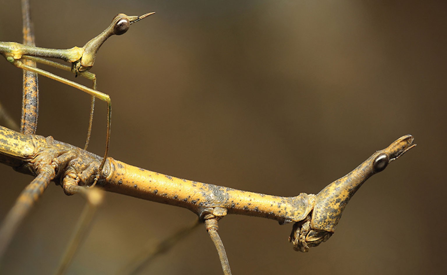 Horsehead Grasshopper