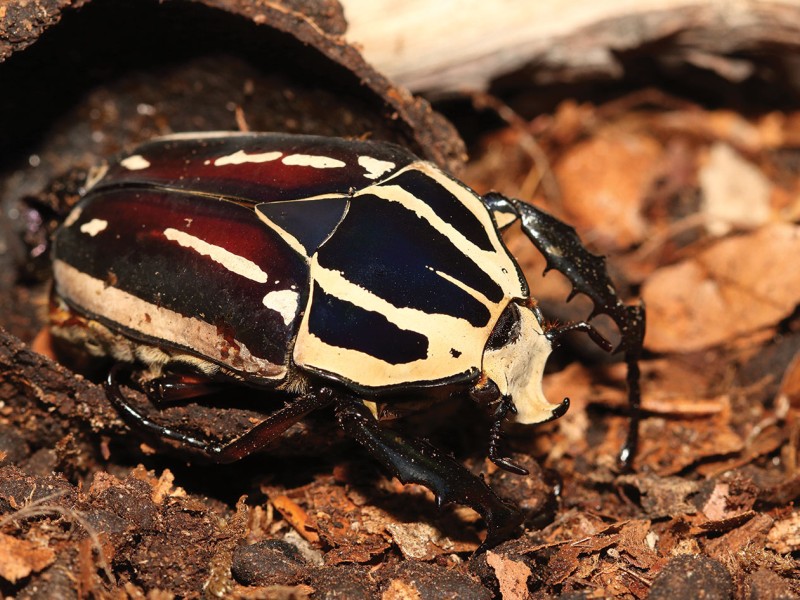 Giant African Flower Beetle