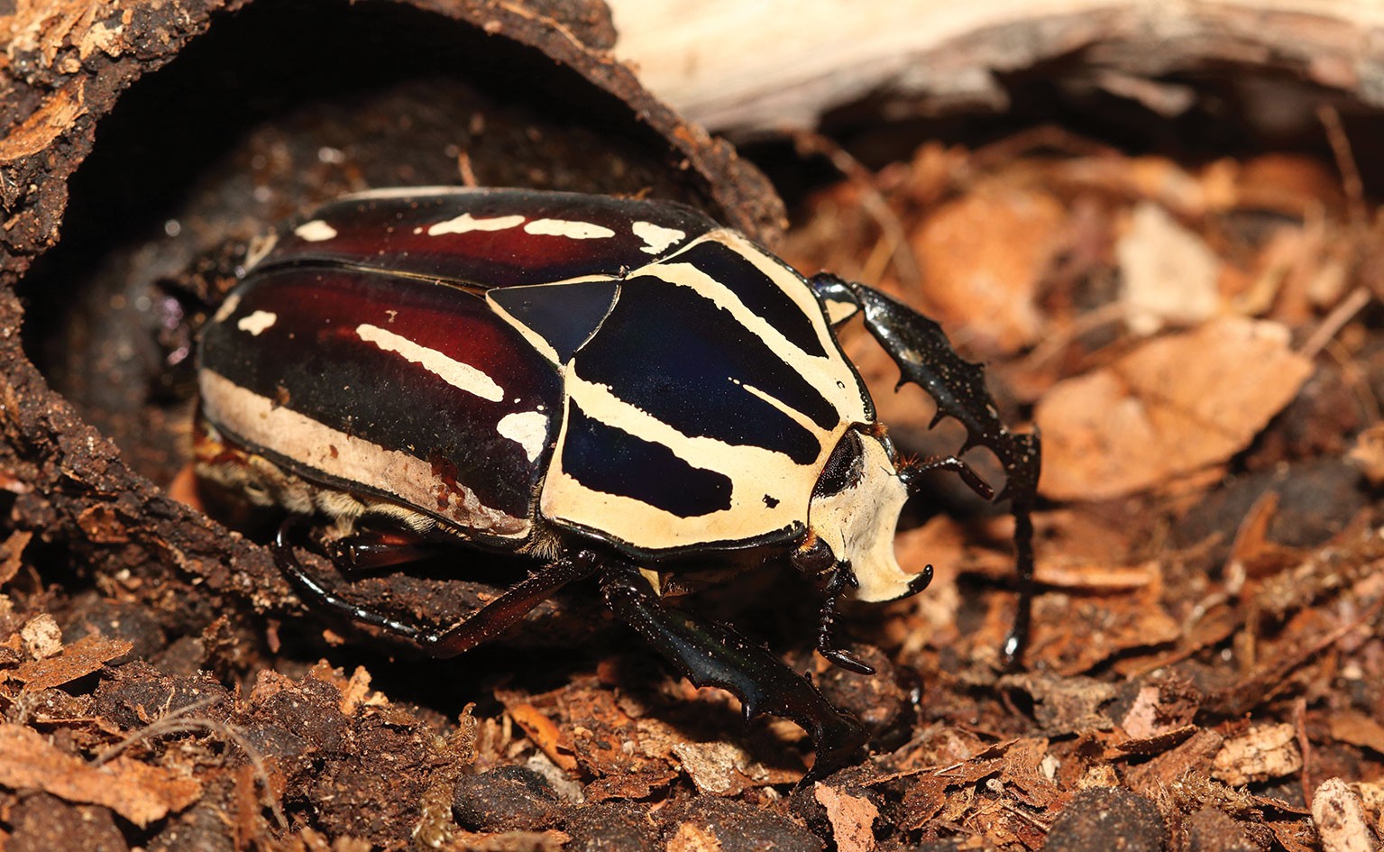 Giant African Flower Beetle