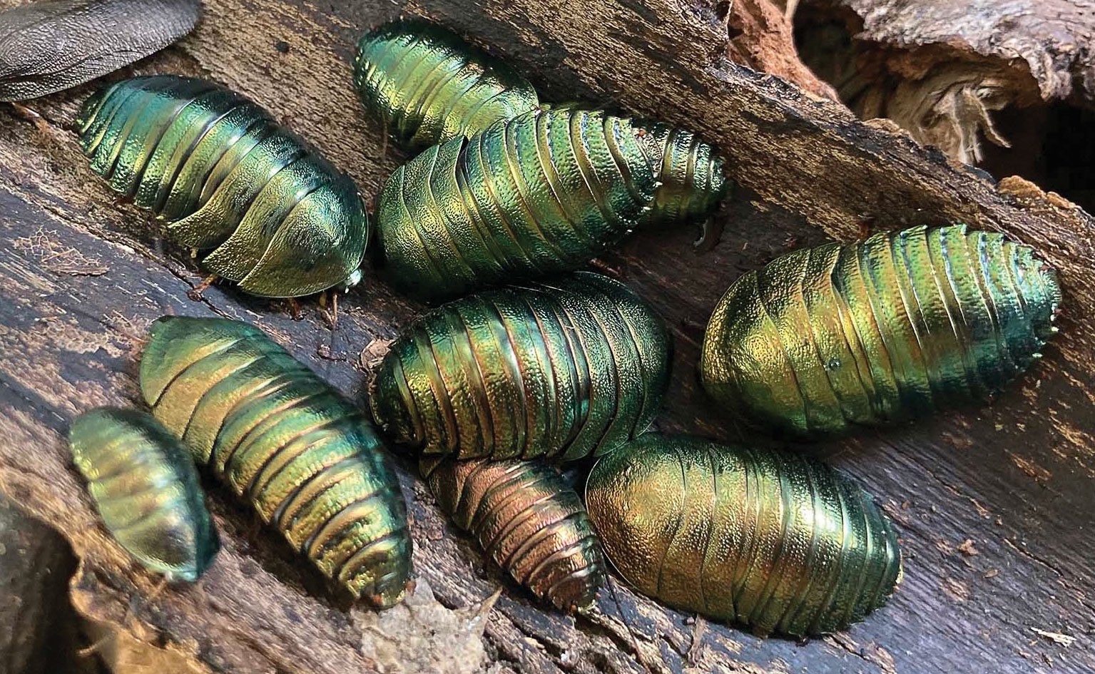 Emerald Cockroach