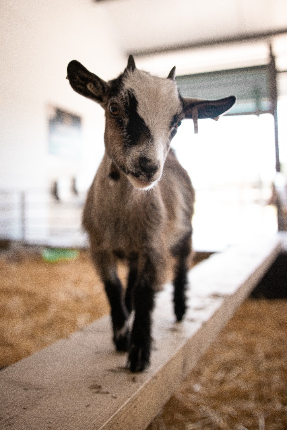 Children’s Farm Park With Petting Zoo