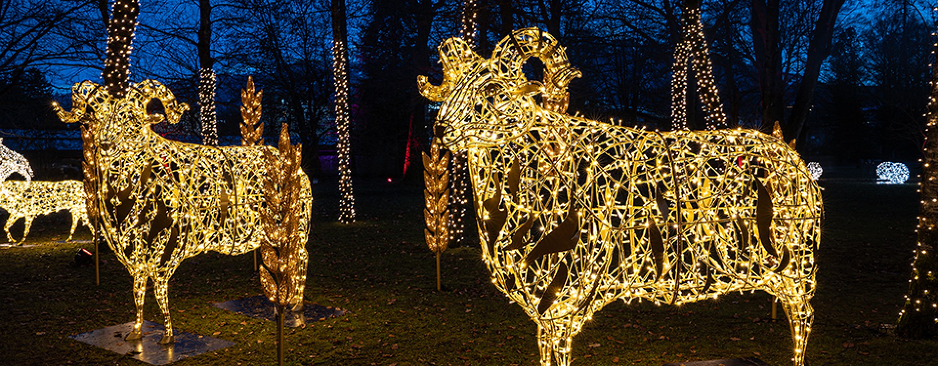 Festive Farm Light Trail