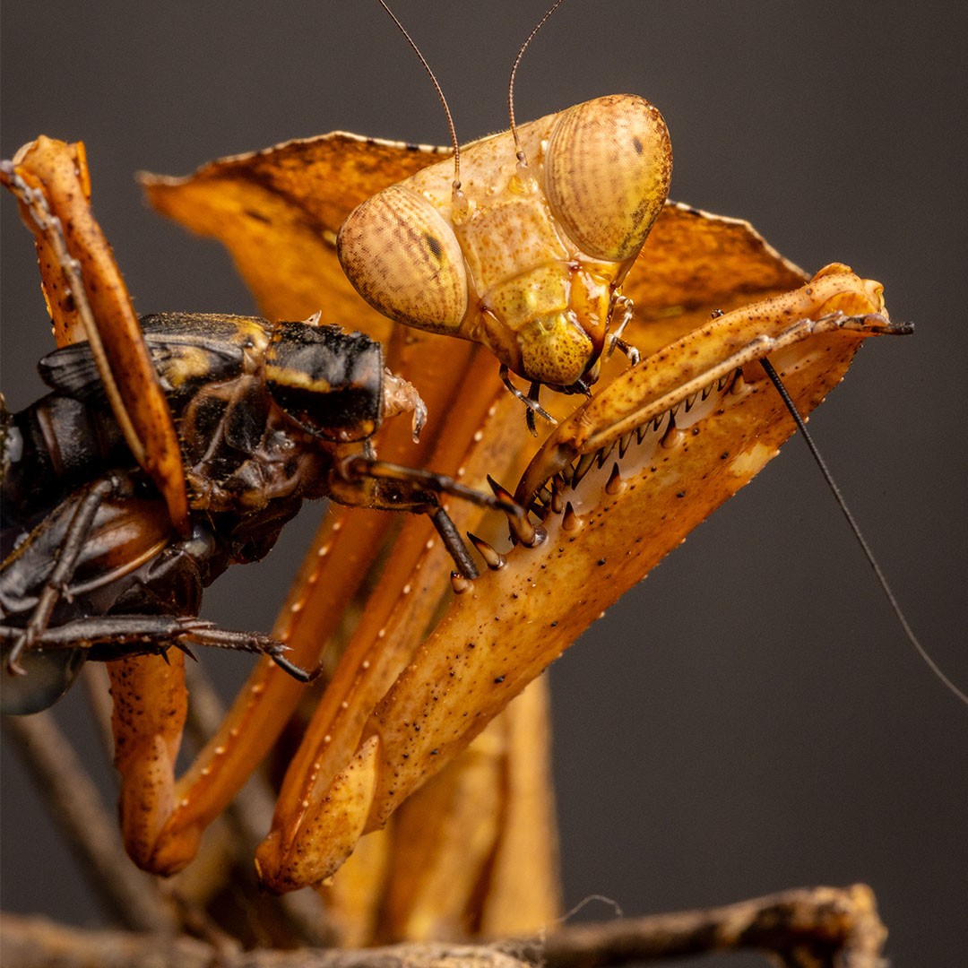 Praying Mantis