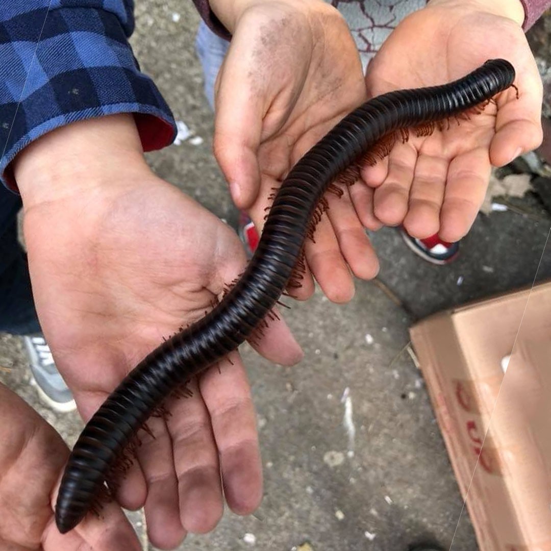 Colossus Millipede