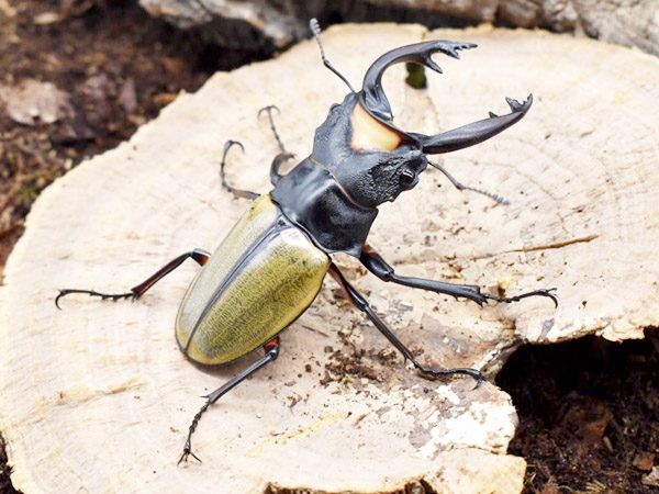 Stag Beetle