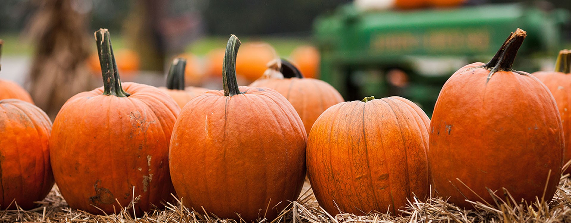 Whats on at the Farm this Halloween