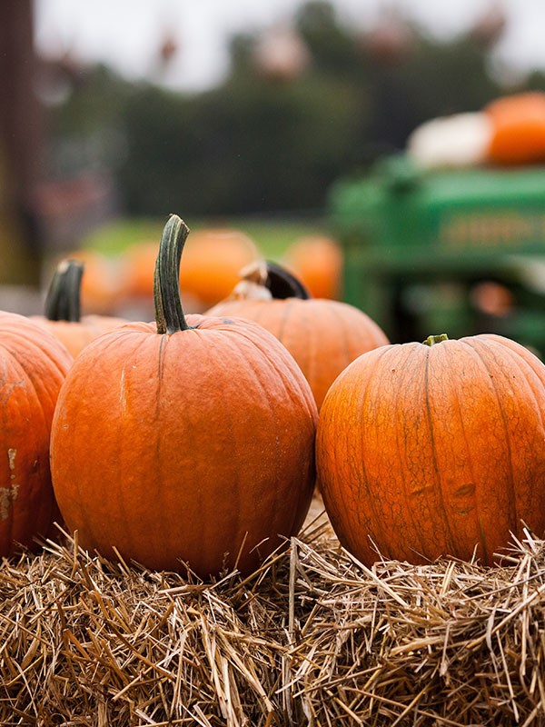 Whats on at the Farm this Halloween