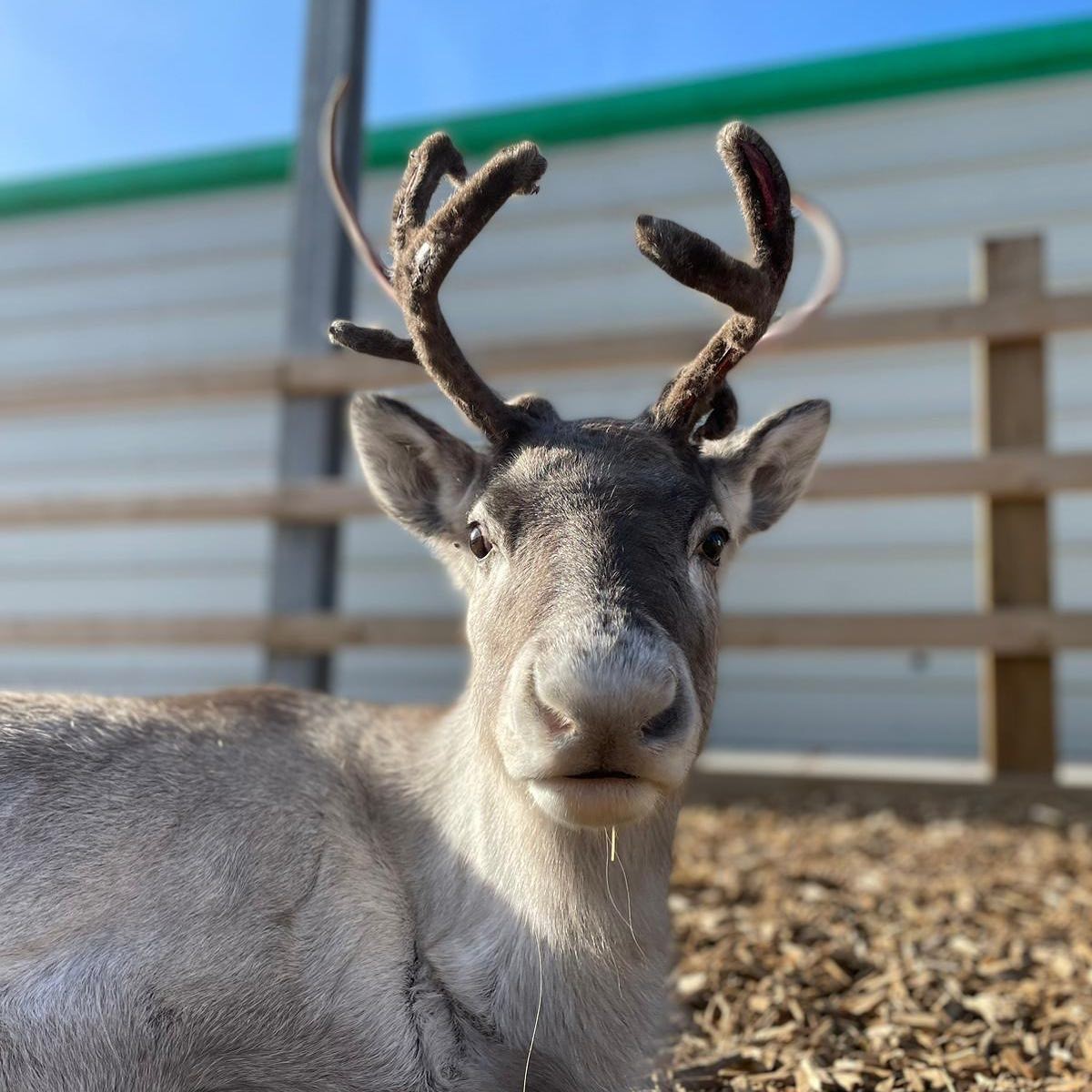 Festive Farm Park Fun!