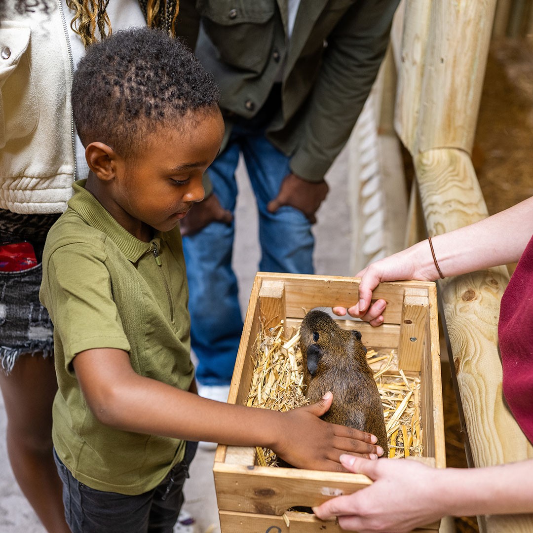 guinea pig touch