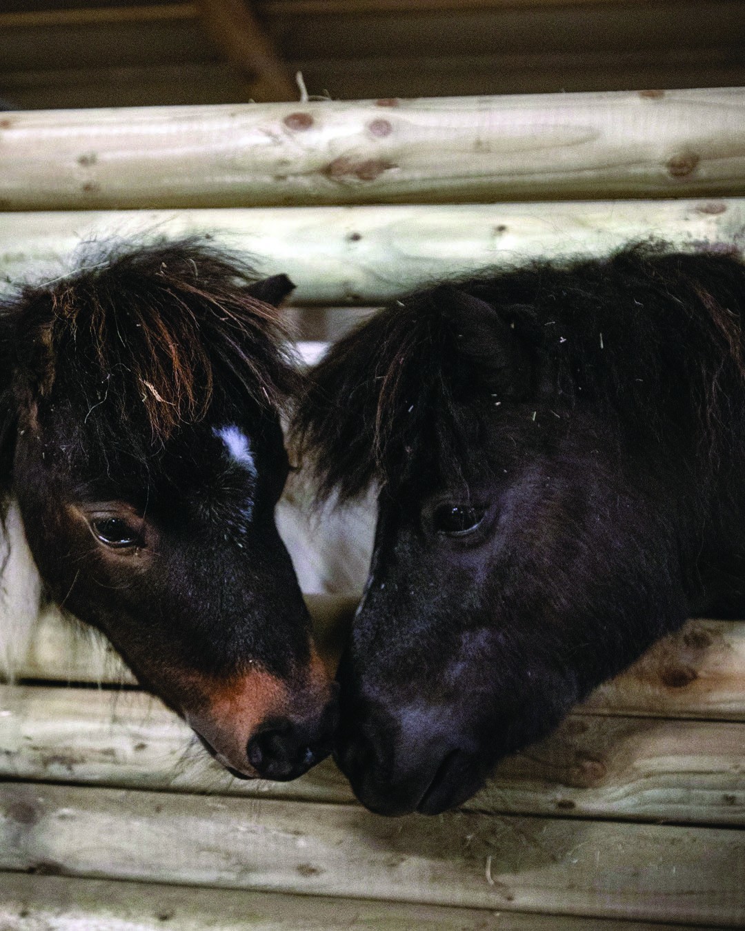 Miniature Horses