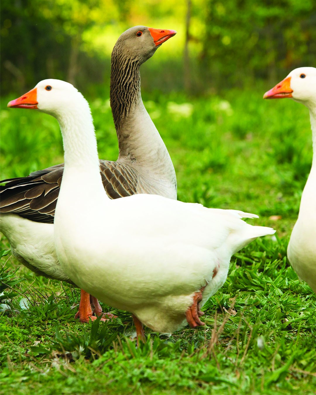 Meet our geese on our duck pond!