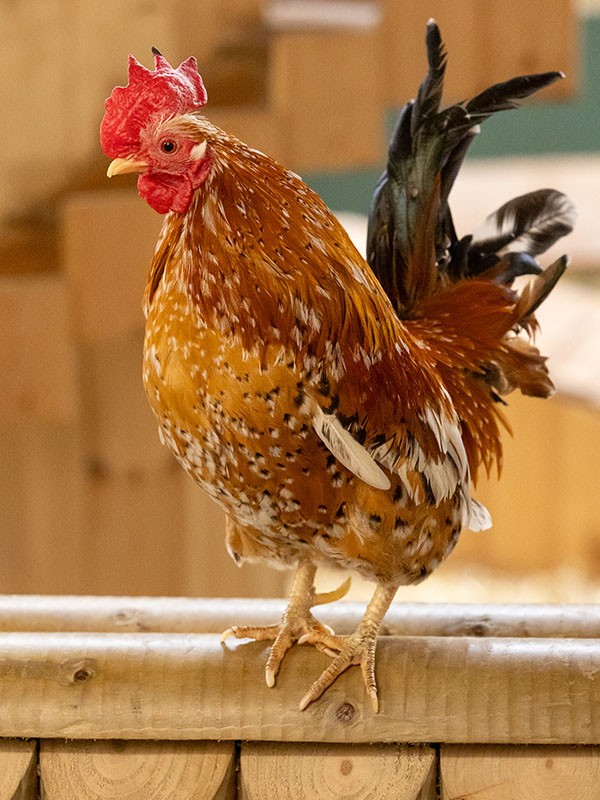 Meet Our Free-Range Egg-Laying Chickens at the Farm