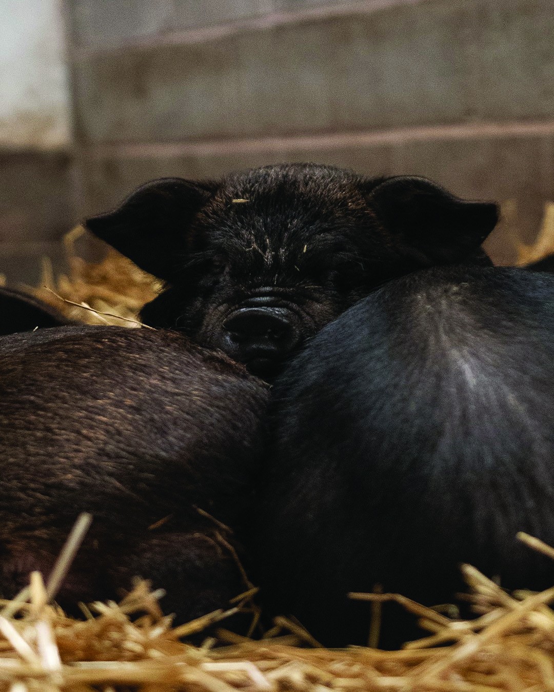 Our lovely KuneKune x Meishan pig