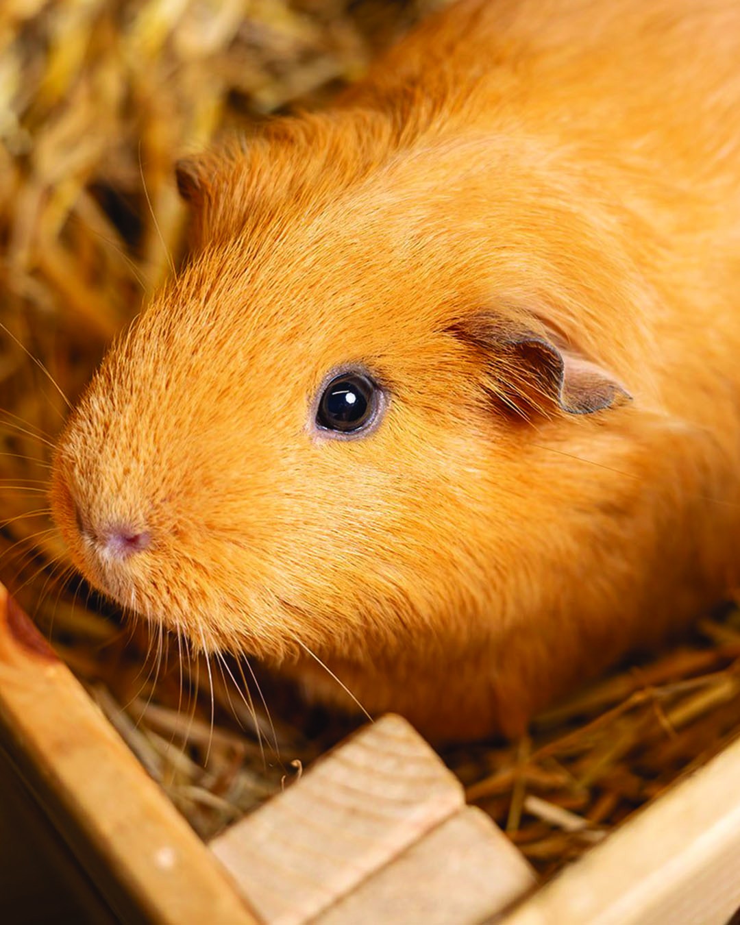 Guinea Pigs