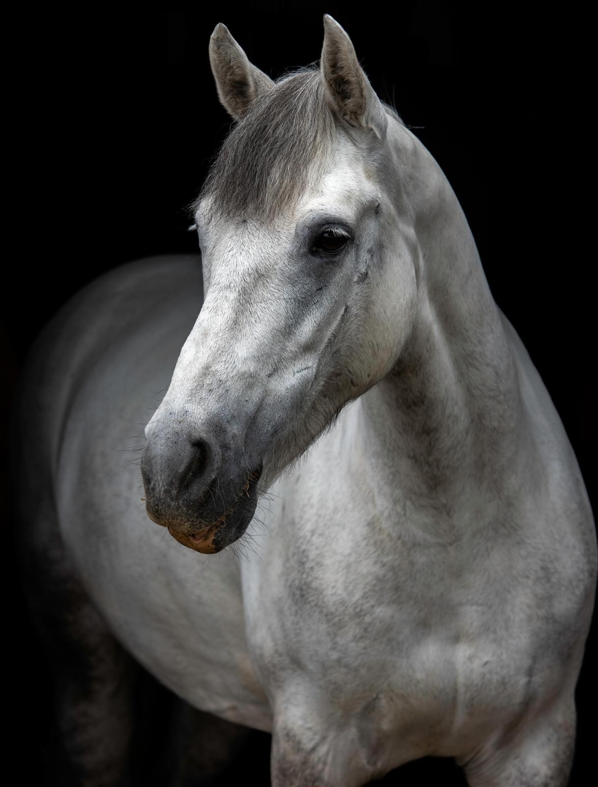 hector the horse