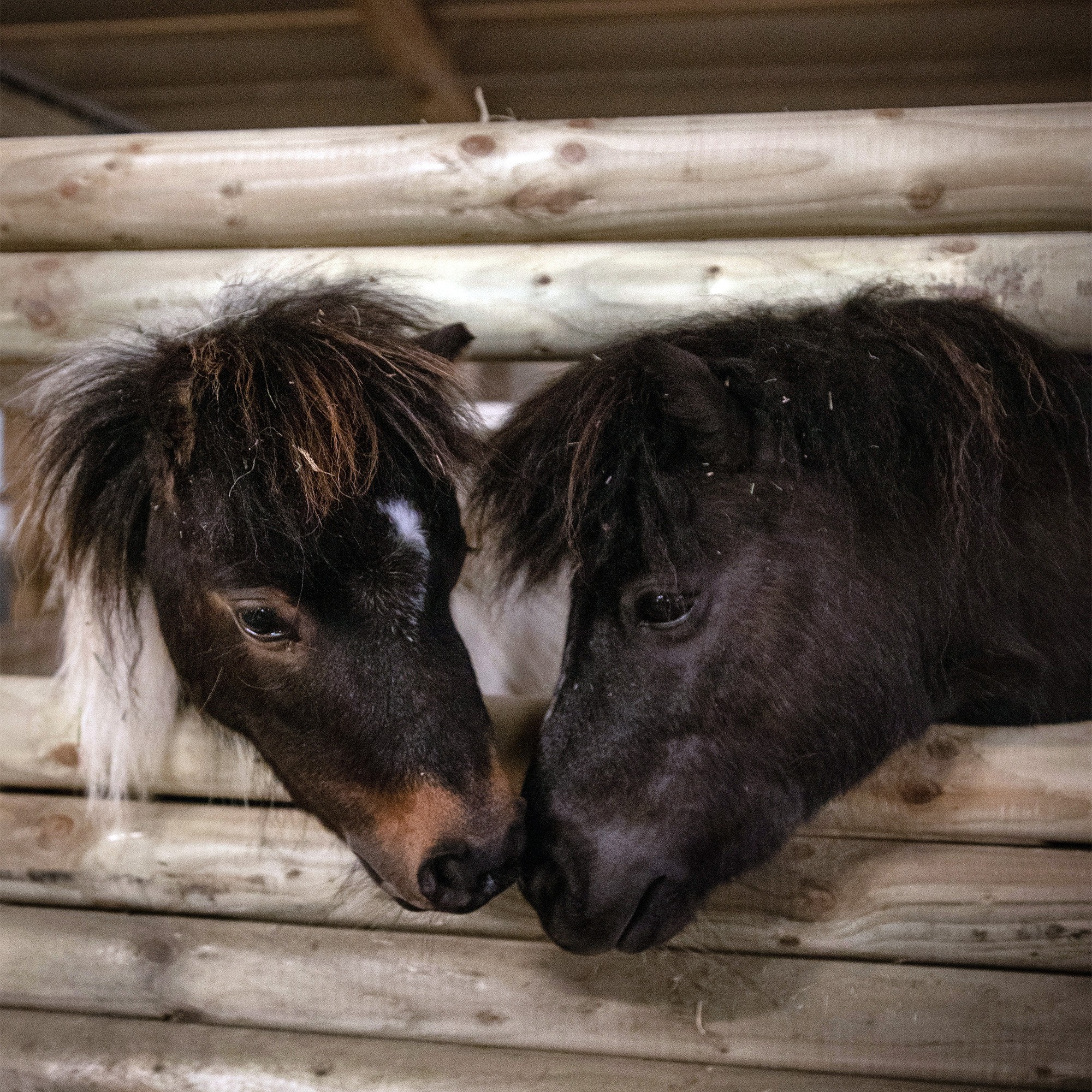 Miniature Horses