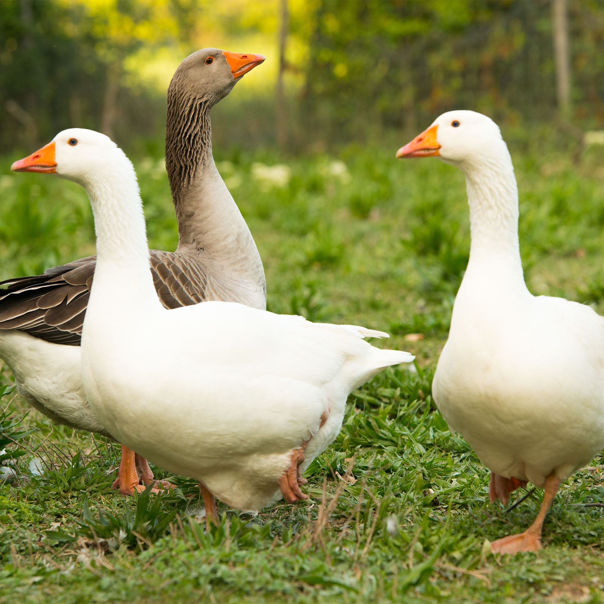 Geese