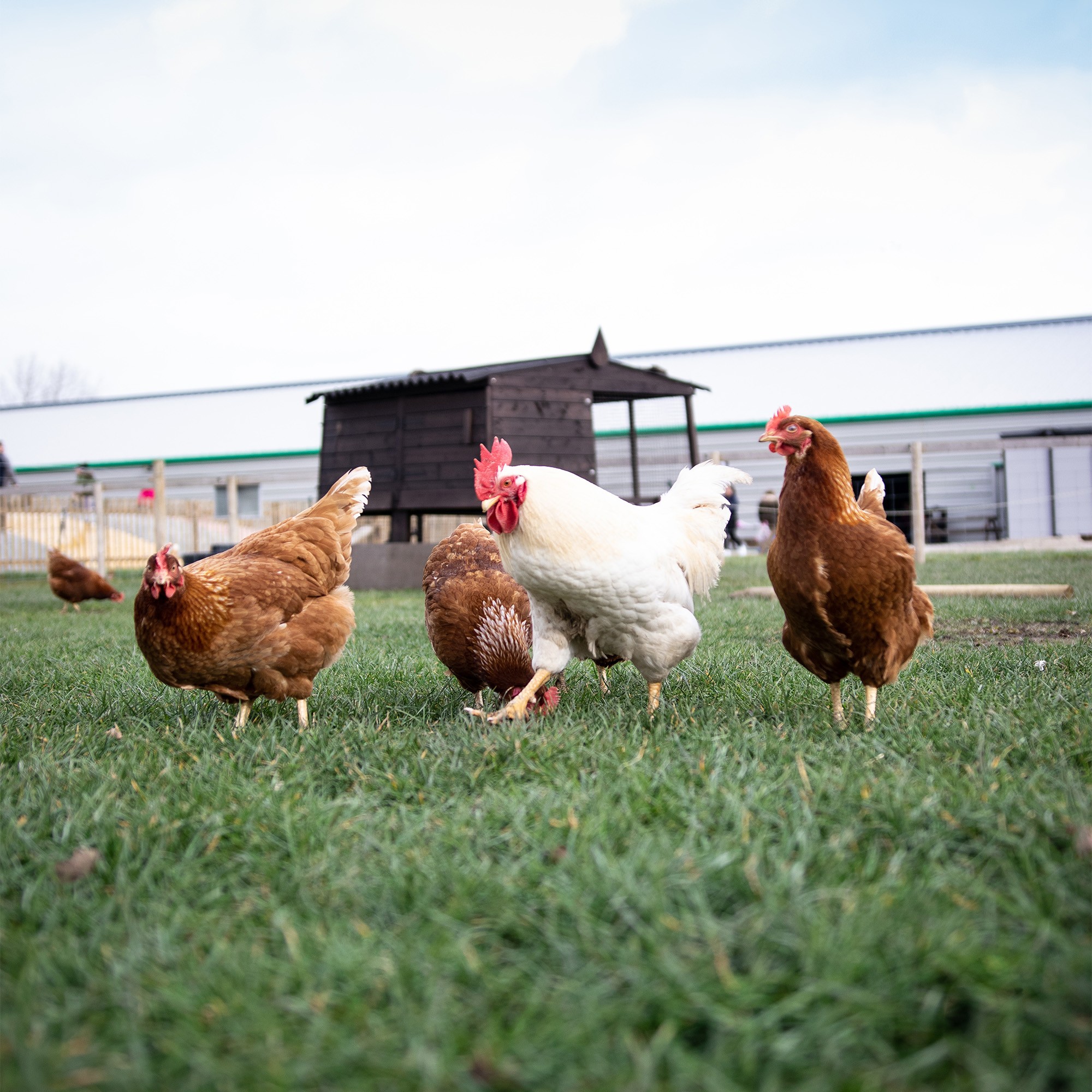 Laying Chickens