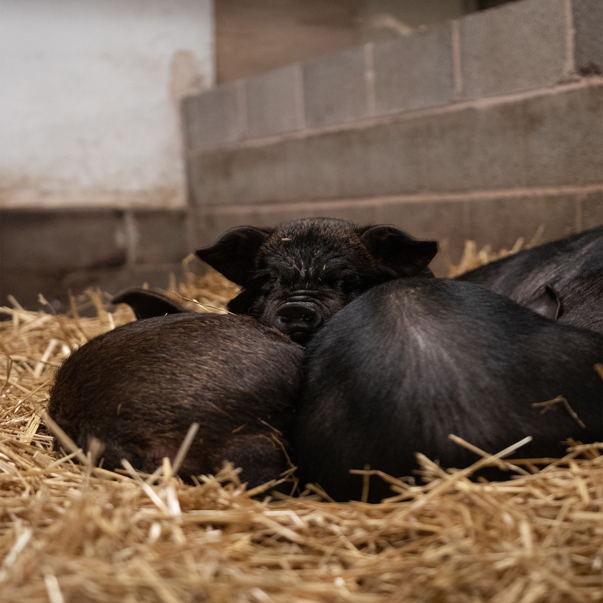 KuneKune x Meishan Pigs